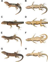 Image result for Stenocercus simonsii