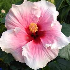 10 gambar setangkai bunga mawar gambar top 10. Pokok Bunga Raya Hybrid Shopee Malaysia