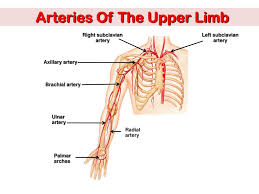 It is brought to the cells of the body. Lower Extremity Vascular Anatomy