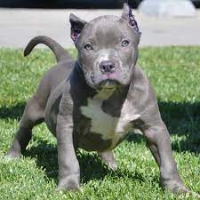 Rare chocolate merle moyen poodle puppy! Pitbull Puppies For Sale Bully Pitbull Pups Blue Pits Pitbull Puppies Pitbull Puppies For Sale Blue Nose Pitbull
