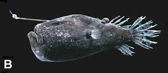 Gleich darunter hast du das kälteste flüssige wasser im see mit ca. Reise Zum Tiefsten Punkt Der Erde Tierwelt