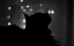 If you have one of your own you'd like to share, send it to us and we'll be happy to include it on our website. Free Download Black Cat In Shade Wallpapers And Images Wallpapers Pictures 1920x1200 For Your Desktop Mobile Tablet Explore 48 Black Cat Screensavers And Wallpaper Black Cat Wallpapers Free Black
