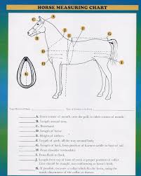 Harness Measuring Chart Frontier Equestrian Draft Horse