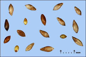 Image result for Urochloa dictyoneura