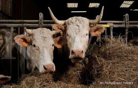 Penyakit kulit kental adalah penyakit virus lembu yang berbahaya dan berjangkit. Harga Sapi Australia Naik Feedloter Klaim Merugi