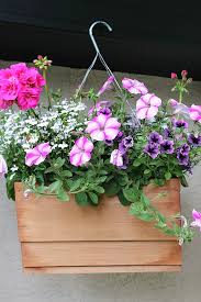 Spectacular pink hanging flower that is absolutely enormous hung by chain attached to a fence. How To Care For Hanging Baskets And Planters Clean And Scentsible