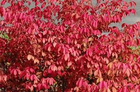 Burning Bush Plant Care And Growing Guide