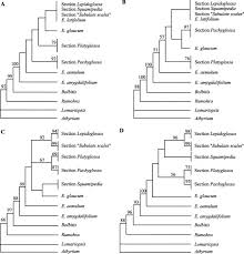 Image result for Elaphoglossum lancifolium