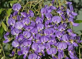 Image result for Bolusanthus speciosus
