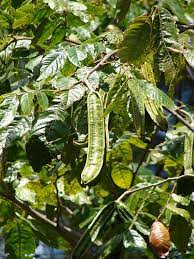 The ice cream bean tree grows very quickly, usually fruiting within three years of germination. Inga Feuilleei Wikipedia