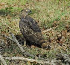 Birds Of Prey Wikipedia Indonesia The Mountain Hawk Eagle Or Hodgson S Hawk Eagle Nisaetus Nipalensis Earlier Treated Under Spizaetus Is A Bird Of Prey Like A South African Birds Eagle Bald Eagle