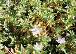 Image result for Elatinaceae