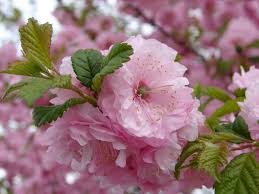 Check spelling or type a new query. New Utah Gardener Flowering Almond Prunus Triloba Waterwise Shrub For Utah