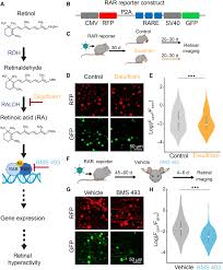 Retinoic acid inhibitors mitigate vision loss in a mouse model of retinal  degeneration | Science Advances