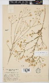 Image result for Pegolettia retrofracta