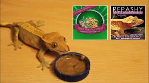 Crested geckos, also known as eyelash geckos, were thought to be extinct until 1994, when several relatively large, thriving populations were found on the islands of new caledonia. Mixing Repashy Pangea Crested Gecko Diet Youtube