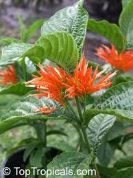 Image result for Justicia striata