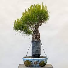 They are necessary for all plant growth, including the production of food and nutrients for humans and many other organisms. Refining The Roots On An Exposed Root Pine Bonsai Tonight