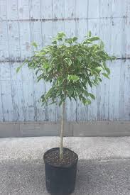 Image result for ficus benjamina en casa