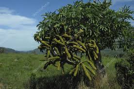 Image result for Cussonia natalensis
