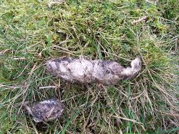 Identify Poo The Wildlife Trusts