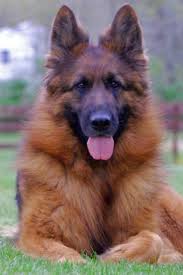 Black And Red Long Coat German Shepherd Puppies Female Long Coat German Shepherd Dog At Grunwald Haus German Shepherd Dogs Long Coat German Shepherd Shepherd Dog