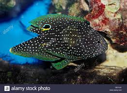 Aramanızda 355 adet ürün bulundu. Marine Betta Stockfotos Und Bilder Kaufen Alamy