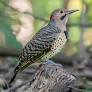 flicker bird from en.wikipedia.org