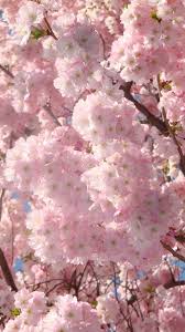 Best illustration iphone 8 wallpapers hd ilikewallpaper. Pink Cherry Blossoms Iphone 6 Wallpapers Hd Iphone 7 Plus Cherry Blossom Background 441145 Hd Wallpaper Backgrounds Download