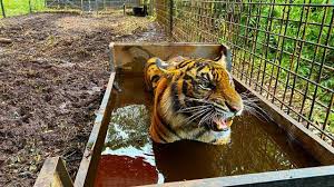 We did not find results for: Fakta Mencekam Harimau Di Singkawang Lepas Hingga Tewaskan Penjaga Kandang News Liputan6 Com
