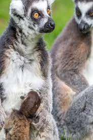 Woburn Safari Park Wants People To Name This Baby Lemur Safari Park People Baby Lemur Wild Animals Animals Woburn Safari Park Pet Birds