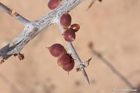 Image result for Commiphora africana