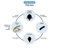 Image result for lice life cycle