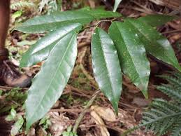Image result for Trilepisium madagascariense