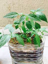 Cara semai benih cili menggunakan media peatmoss tray/kotak telur, dan tray semaian. Tips Dan Cara Tanam Anak Pokok Cili Merah Yang Subur Blog Cik Matahariku