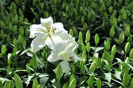 Maybe you would like to learn more about one of these? Stargazer Lily Plant Profile Hgtv