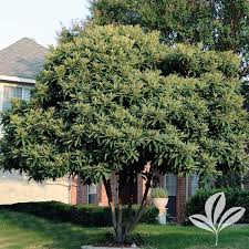 Image result for Eriobotrya