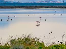 Hundredrooms.de has been visited by 10k+ users in the past month Vacanze Oristano Sardegna Alloggi E Consigli Sardinia Natour