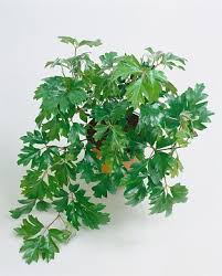 Image result for Rhoicissus rhomboidea