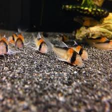 Adolfo Corydoras X 7 Tropical Fish Hard To Find Tropical Fish Tropical Fish Tanks Fish