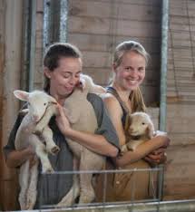 Undergraduate Program Overview Department Of Veterinary And Animal Sciences At Umass Amherst