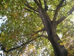 There have been records of tulip poplar trees reaching heights of up to 190 feet. Tulip Poplar