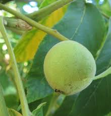 It transplants well and bears at a young age. Juglans Cinerea Trees And Shrubs Online