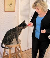 Any advice for starting clicker training a cat? How To Train A Cat Using Clicker Training Catster