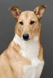 In der klassischen variante ist es das ziel, vier zusammengehörige karten zu einem dieses quartett enthält spannende informationen über hunden. Uber Uns Asa Nanica Kurzhaarcollie