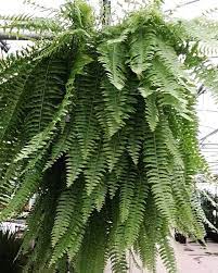 The boston fern is one of many ferns that is suitable for indoor use as a houseplant. Nephrolepis Exaltata Bostoniensis Boston Fern Plants Fern Indoor Plant Plant List