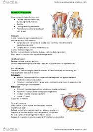 The knee joint is a modified hinge joint between the femur, tibia,. Anat30007 Lecture Notes Fall 2018 Lecture 24 Knee Bursae Posterior Cruciate Ligament Synovial Joint