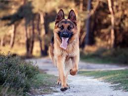 k9 kopekleri nasil egitilir k9 kopekleri ozellikleri kopekbilgi
