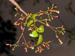 Image result for Commiphora