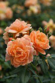 The rose in paintings by old dutch masters. At Last Rose Rosa X Proven Winners